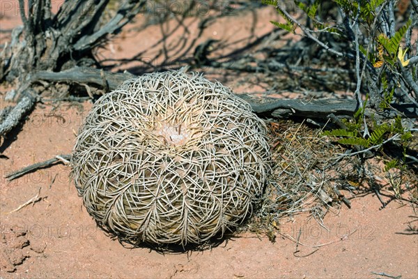 Gymnocalycium Speggazzinii