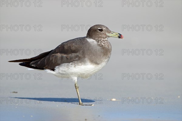 Hemprich's Gull, Oman, Asia