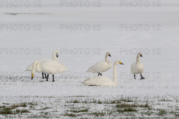 Whooper Swans (Cygnus cygnus) and tundra swans (Cygnus bewickii), Emsland, Lower Saxony, Germany, Europe