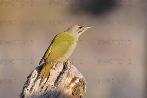 Grey-headed woodpecker (Picus canus), male sitting attentively on a tree root at sunrise, North Rhine-Westphalia, Germany, Europe