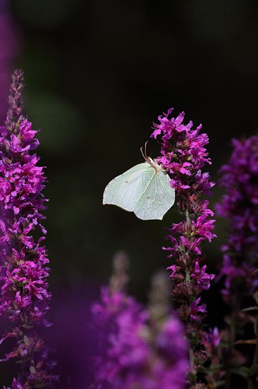 Brimstone (Gonepteryx rhamni) feeding on a flower of purple loosestrife (Lythrum salicaria), black background, Wilden, North Rhine-Westphalia, Germany, Europe