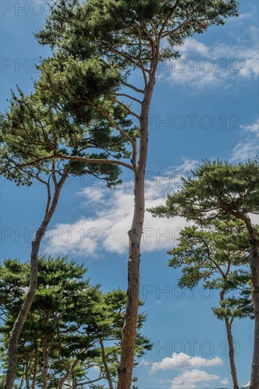 Tall evergreen trees against blue sky with white puffy clouds in South Korea