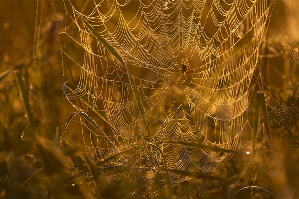 Cross spider (Araneus) sitting in a spider web, morning light, Lower Saxony, Germany, Europe