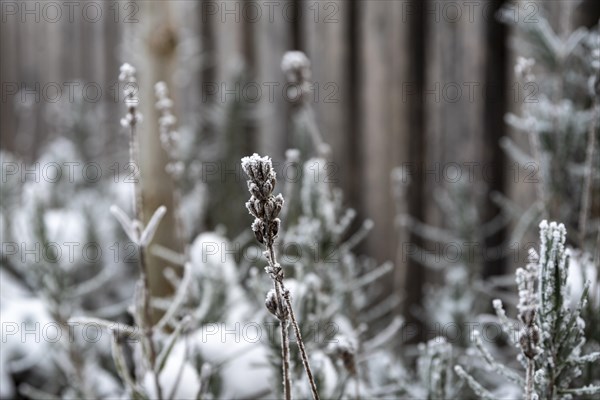 Dried flowers of lavender (Lavandula angustifolia) covered in hoar frost in heavy frost