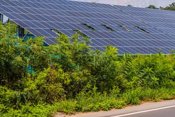 Solar panels behind bushes and green fence at side of country road