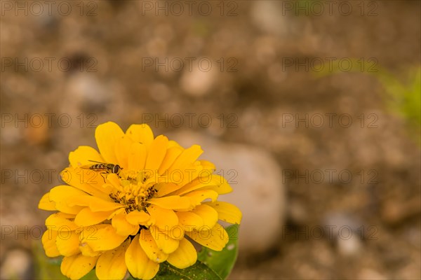 Bee gathering nectar from a bright yellow flower