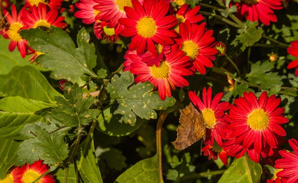 The comma butterfly on a red flower with yellow center with comma visible on side of wing