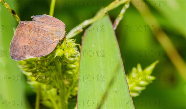Closeup of leaf hopper moth on green plant