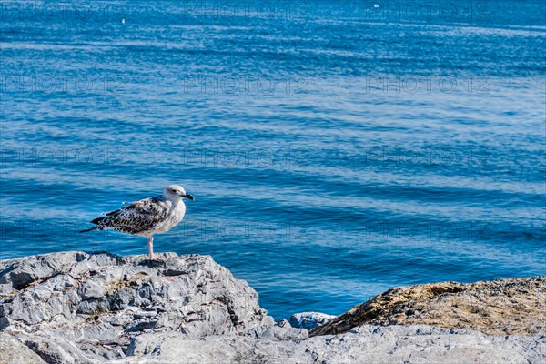 Closeup of seagull perched on boulder with blue ocean water blurred in background in Istanbul, Tuerkiye