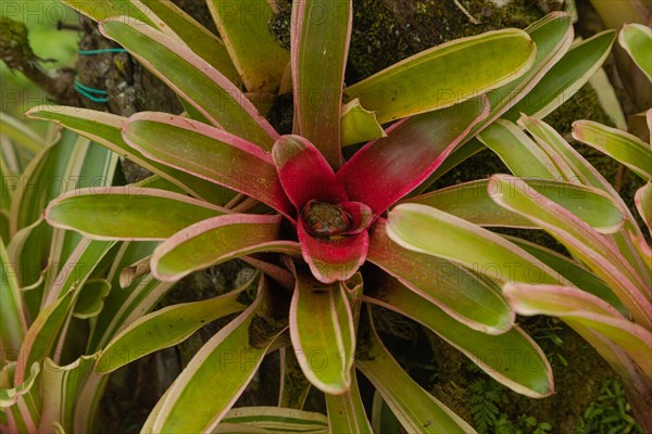 Orchid and bromeliad flower beds in botanical garden, selective focus, copy space, malaysia, Kuching orchid park