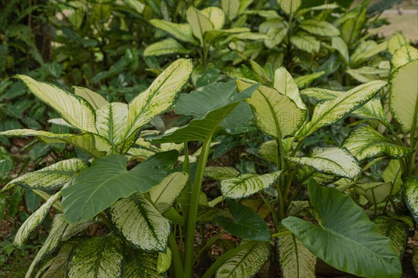 Dieffenbachia beds in botanical garden, selective focus, copy space, malaysia, Kuching orchid park