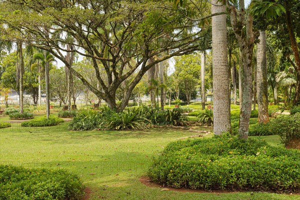 Palm collection in city park in Kuching, Malaysia, tropical garden with large trees and lawns, gardening, landscape design. Daytime with cloudy blue sky, Asia