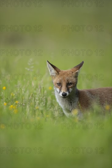 Red fox (Vulpes vulpes) adult in grassland, Essex, England, United Kingdom, Europe