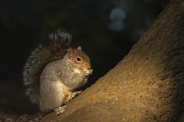 Grey squirrel (Sciurus carolinensis) adult animal feeding on a tree trunk, Suffolk, England, United Kingdom, Europe