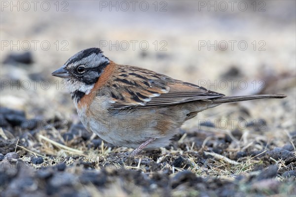 Rufous-collared sparrow