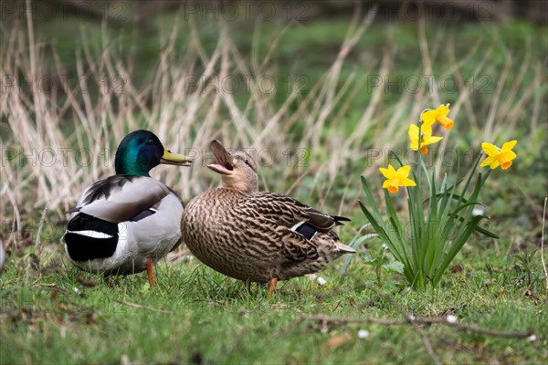 Mallards (Anas platyrhynchos), pair, mating, spring, Hesse, Germany, Europe