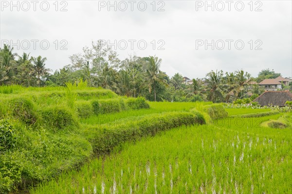 Rice terraces, Campuhan ridge walk, Bali, Indonesia, track on the hill with grass, large trees, jungle and rice fields. Travel, tropical, Ubud, Asia