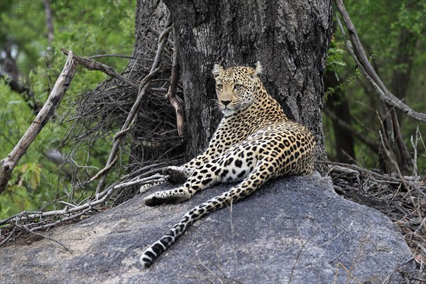 Leopard (Panthera pardus), adult, observed, alert, lying, on rocks, Sabi Sand Game Reserve, Kruger NP, Kruger National Park, South Africa, Africa