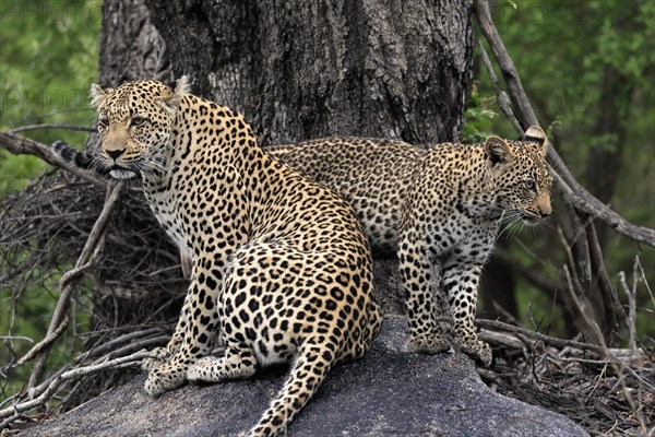 Leopard (Panthera pardus), adult with young, observed, alert, sitting, on rocks, Sabi Sand Game Reserve, Kruger NP, Kruger National Park, South Africa, Africa