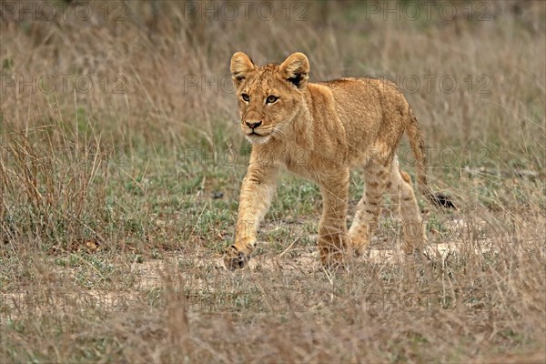 Lion (Panthera leo), young, stalking, alert, Sabi Sand Game Reserve, Kruger National Park, Kruger National Park, South Africa, Africa