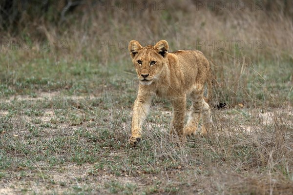 Lion (Panthera leo), young, stalking, alert, Sabi Sand Game Reserve, Kruger National Park, Kruger National Park, South Africa, Africa