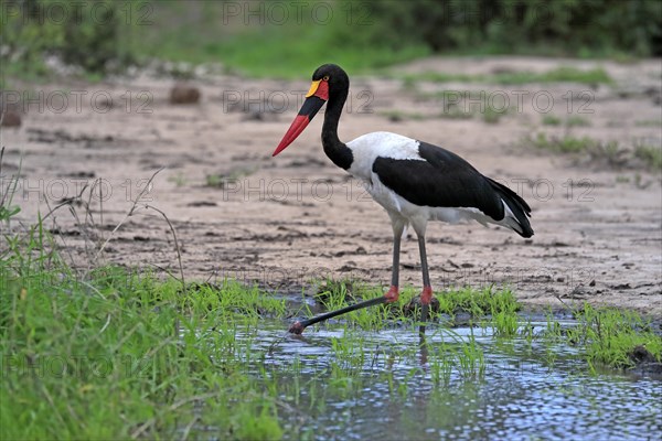 Saddle-billed stork (Ephippiorhynchus senegalensis), adult, foraging, in the water, Kruger National Park, Kruger National Park, South Africa, Africa