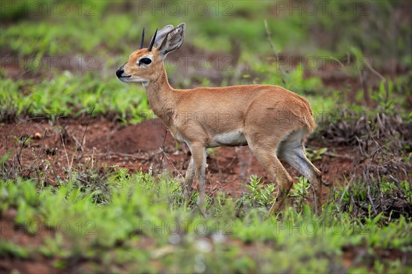 Steenbok (Raphicerus campestris), adult, male, foraging, vigilant, dwarf antelope, Kruger National Park, Kruger National Park, South Africa, Africa