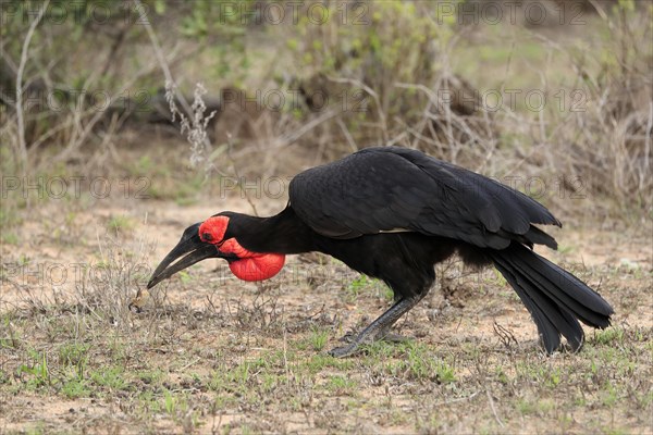 Southern ground hornbill (Bucorvus leadbeateri), adult, foraging, feeding, with prey, alert, Kruger National Park, Kruger National Park, South Africa, Africa