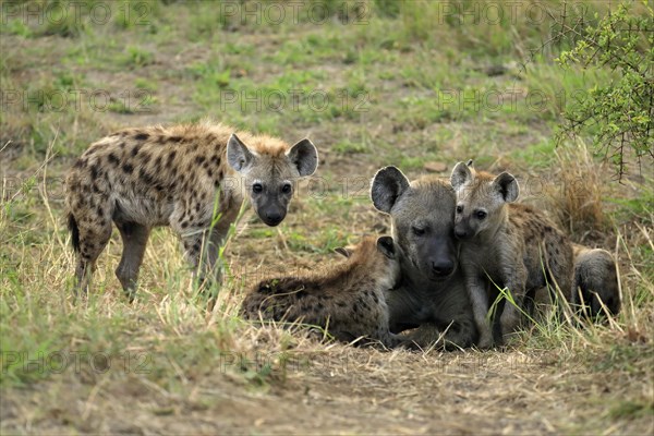 Spotted hyena (Crocuta crocuta), adult, young, mother with young, at the den, social behaviour, Kruger National Park, Kruger National Park, South Africa, Africa