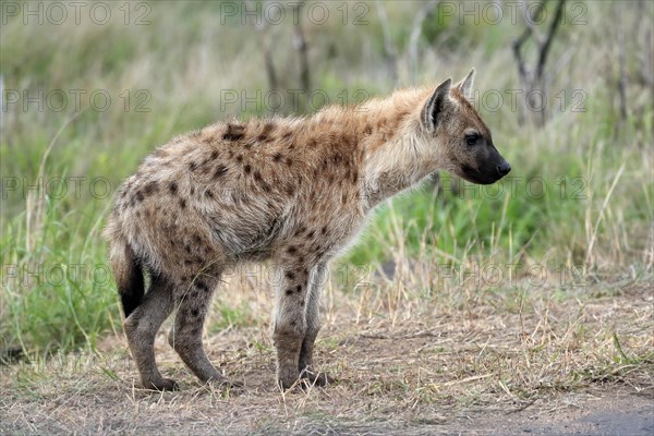 Spotted hyena (Crocuta crocuta), half-grown juvenile, alert, Kruger National Park, Kruger National Park, South Africa, Africa