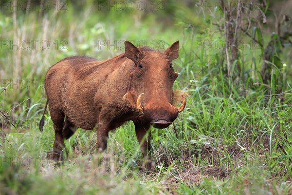 Warthog, (Phacochoerus aethiopicus), adult, foraging, alert, Kruger National Park, Kruger National Park, South Africa, Africa