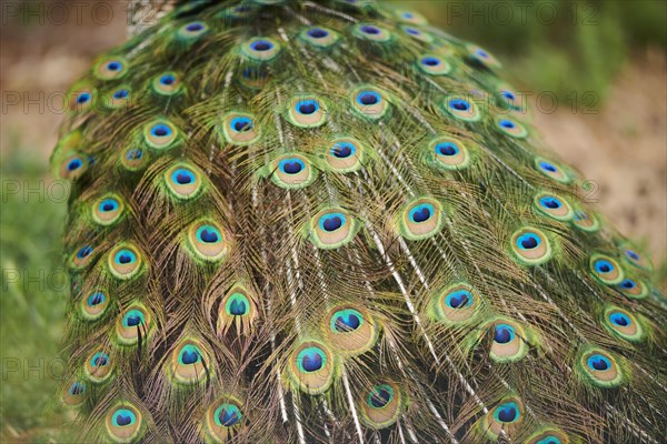 Indian peafowl (Pavo cristatus), feathers, eyes, tail, detail, France, Europe