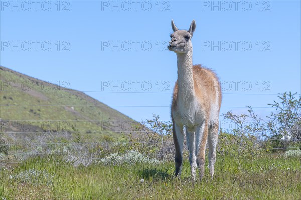 Guanaco (Llama guanicoe), Huanako, Torres del Paine National Park, Patagonia, End of the World, Chile, South America