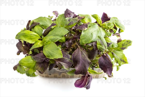Plastic box with microgreen sprouts of purple basil isolated on white background. Side view, close up