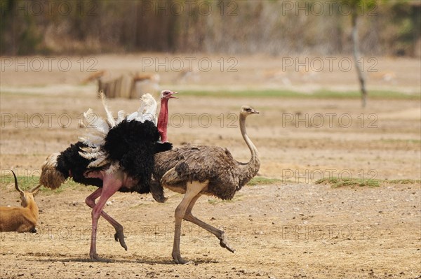 Common ostrich (Struthio camelus) male chasing a female in the dessert, captive, distribution Africa
