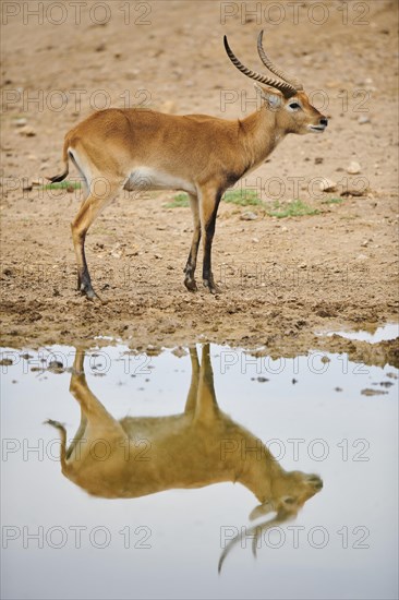 Southern lechwe (Kobus leche) at a waterhole in the dessert, captive, distribution Africa