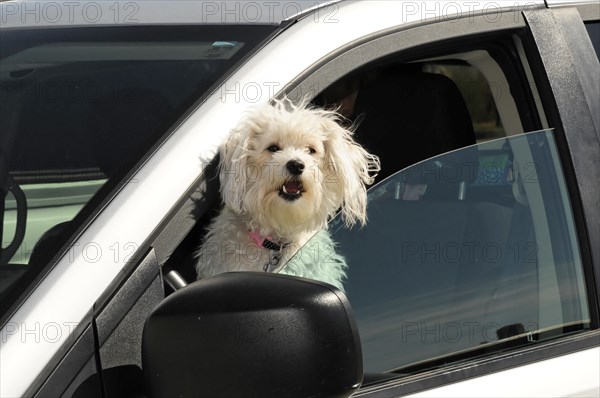 Dog in parked car, petrol station, rest area, California USA