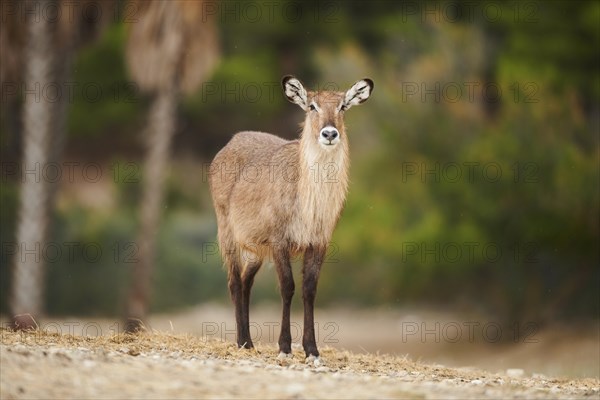 Waterbuck (Kobus defassa) in the dessert, captive, distribution Africa