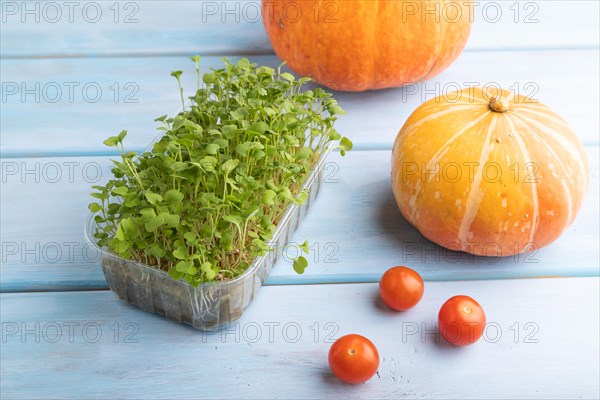 Microgreen sprouts of rucola with pumpkin on blue wooden background. Side view, close up