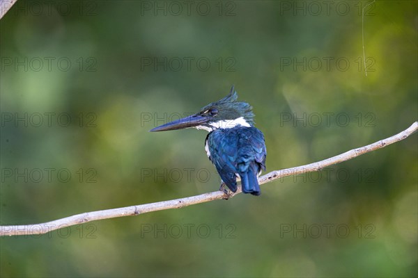 Amazon kingfisher (Chloroceryle amazona) Pantanal Brazil