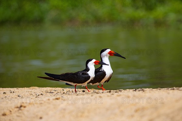 Black-mantled cranesbill (Rynchops nigra) Pantanal Brazil