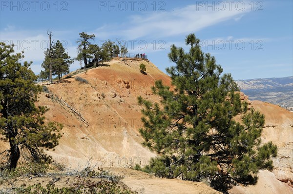 Tree at the canyon rim, Bryce Canyon National Park, Utah, USA, North America