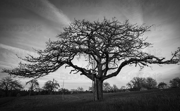 A fruit tree in a meadow against the evening sky. Between Neckargemuend and Wiesenbach, Rhein-Neckar-Kreis, Baden-Wuerttemberg, Kleiner Odenwald, Germany, Europe