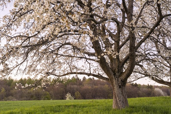 Landscape in spring, partial view of a white blossoming fruit tree in the evening after sunset. Between Neckargemuend and Wiesenbach, Rhein-Neckar-Kreis, Kleiner Odenwald, Baden-Wuerttemberg, Germany, Europe