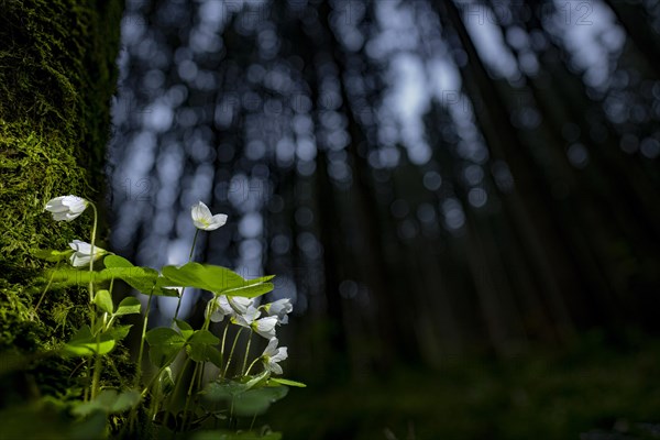 Common wood sorrel (Oxalis acetosella) with blurred forest in the background, Mindelheim, Bavaria, Germany, Europe