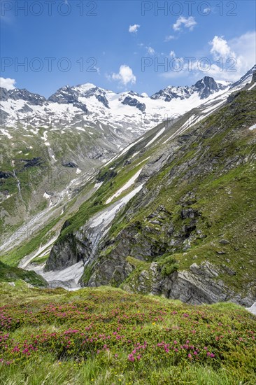 Picturesque mountain landscape with blooming alpine roses, behind mountain peak Grosser Loeffler and Oestliche Floitenspitze with glacier Floitenkees, valley Floitengrund, Berliner Hoehenweg, Zillertal Alps, Tyrol, Austria, Europe