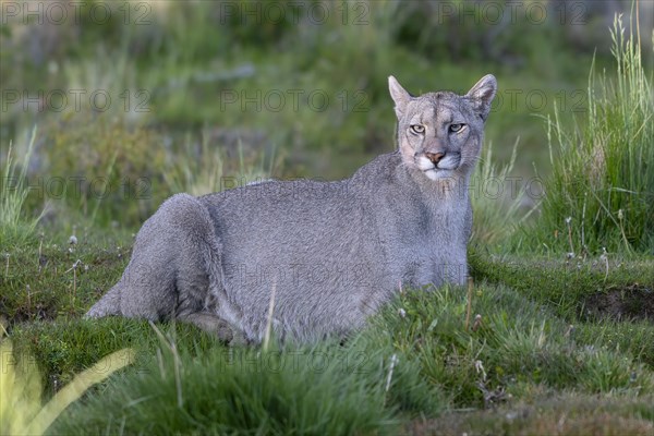 Cougar (Cougar concolor), silver lion, mountain lion, cougar, panther, small cat, Torres del Paine National Park, Patagonia, end of the world, Chile, South America