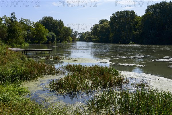 Footbridge on the bank of the Little Danube with a view of calm water, surrounded by lush aquatic plants and trees, Tomasikovo, Tomasikovo, Tallos, Tallos, Galanta, Trnavsky kraj, Trnavsky, Slovakia, Europe