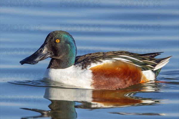 Shoveler Duck