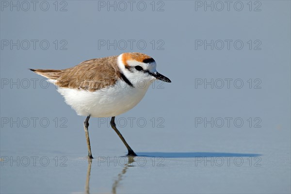 Kentish plover, Oman, Asia